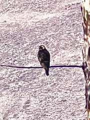 Geranoaetus polyosoma