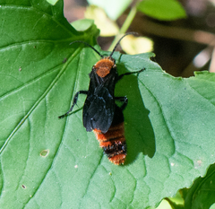 Dasymutilla occidentalis