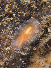 Euryleptidae