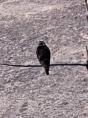 Geranoaetus polyosoma