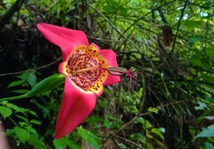 Tigridia pavonia