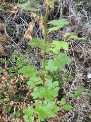 Ribes divaricatum