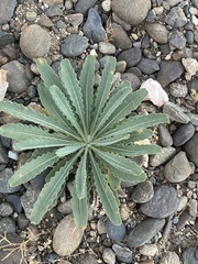 Mentzelia laevicaulis