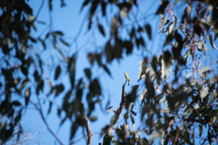 Ptilotula penicillata