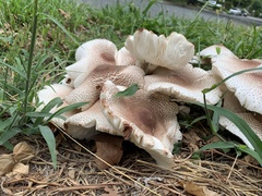 Leucoagaricus americanus