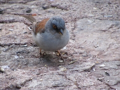Junco phaeonotus