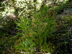 Austrolycopodium fastigiatum
