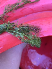 Utricularia macrorhiza