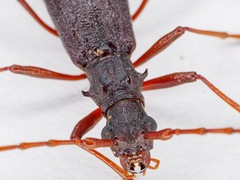 Nesoptychias simpliceps