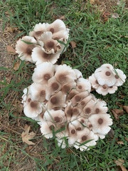 Leucoagaricus americanus