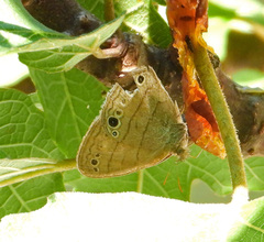 Hermeuptychia sosybius