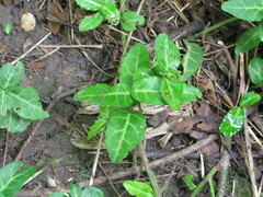 Euonymus fortunei