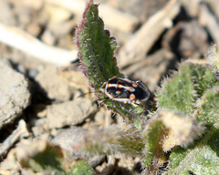 Bagrada hilaris
