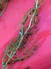 Utricularia macrorhiza