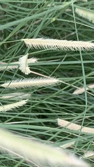 Setaria parviflora