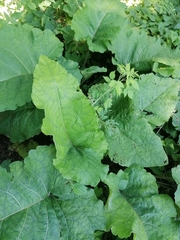 Arctium lappa