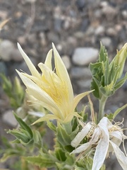 Mentzelia laevicaulis