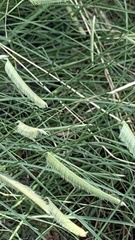 Setaria parviflora