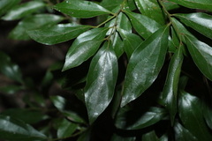 Cryptocarya triplinervis pubens