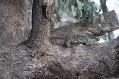 Varanus varius