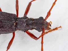 Nesoptychias simpliceps