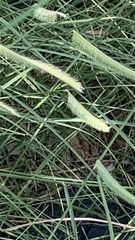 Setaria parviflora