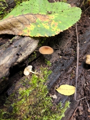 Pluteus seticeps