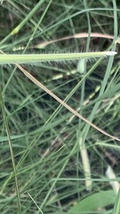 Setaria parviflora