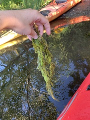 Utricularia macrorhiza