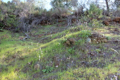 Olsynium scirpoideum