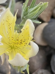Mentzelia laevicaulis