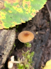 Pluteus seticeps