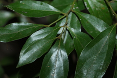 Cryptocarya triplinervis pubens