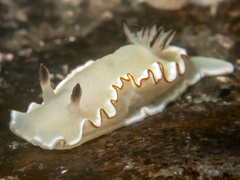 Glossodoris angasi