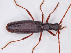 Nesoptychias simpliceps