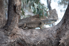 Varanus varius