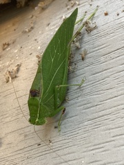 Microcentrum retinerve