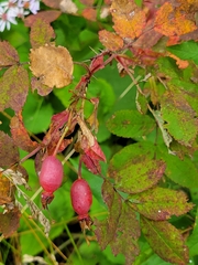 Rosa acicularis