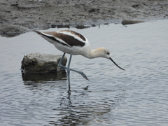 Recurvirostra americana