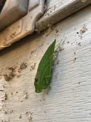 Microcentrum retinerve