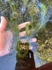 Utricularia macrorhiza