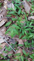 Oplismenus hirtellus