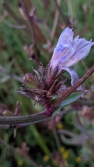 Cichorieae