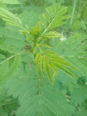 Brachygastra