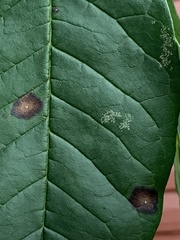 Mycosphaerella fraxinicola