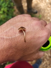 Pluteus seticeps