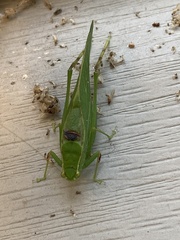 Microcentrum retinerve