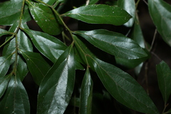 Cryptocarya triplinervis pubens