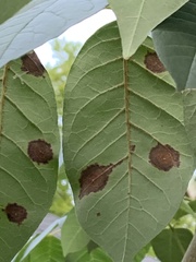 Mycosphaerella fraxinicola