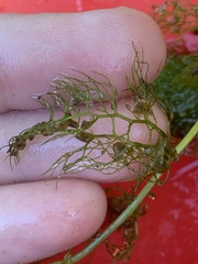 Utricularia macrorhiza